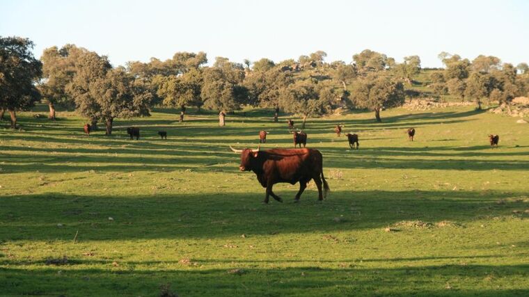 „Je důležité se nebát ruční práce.“ Na statku Mitrov přesouvají pěšky stádo každý den
