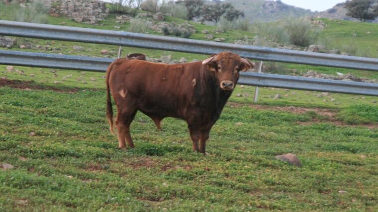 Režim základních výběrů býků v nouzovém stavu