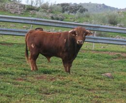 Režim základních výběrů býků v nouzovém stavu