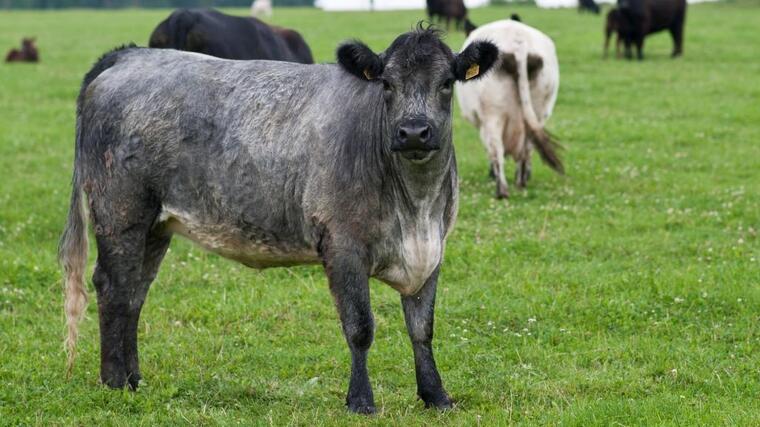 Irští farmáři tvrdí, že musí kvůli klimatickým cílům vybíjet krávy