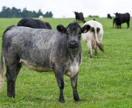 Irští farmáři tvrdí, že musí kvůli klimatickým cílům vybíjet krávy