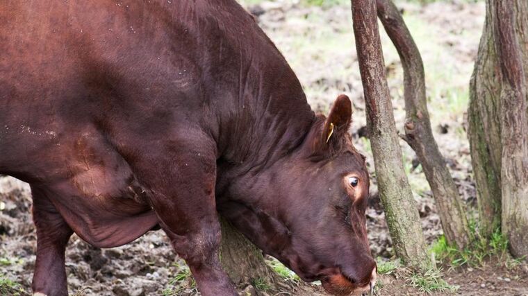 Veterináři zahájili kontroly chovů kvůli týrání zvířat, prověří jich 60 až 80 