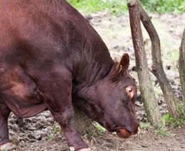 Veterináři zahájili kontroly chovů kvůli týrání zvířat, prověří jich 60 až 80 
