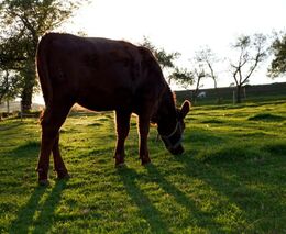 Škola ve Frýdlantu bude chránit otužilé krávy, které chovali už Keltové
