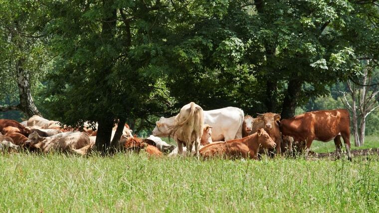 Chovatelé by podle veterinární správy měli dbát na pohodu zvířat v horku