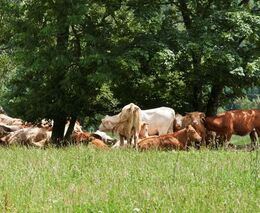 Chovatelé by podle veterinární správy měli dbát na pohodu zvířat v horku