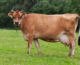 Reklamu na veterinární přípravky patrně čeká zákonná regulace