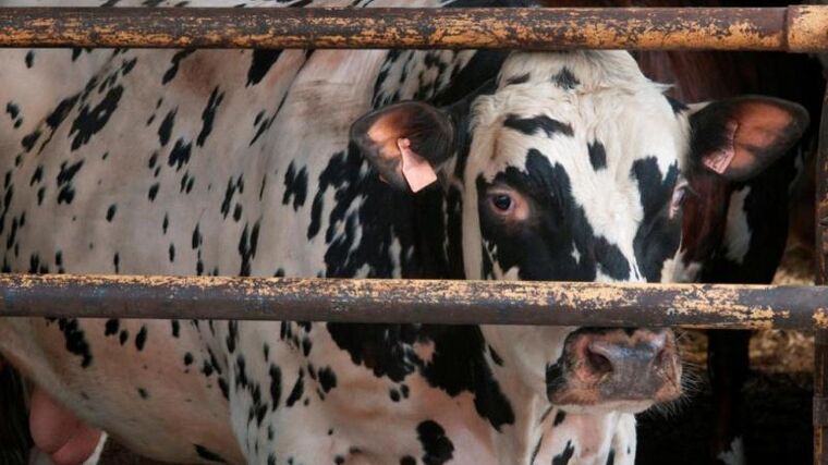 Lidé stále častěji nahlašují týrání zvířat, loni podali na SVS přes 3400 podnětů