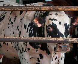 Lidé stále častěji nahlašují týrání zvířat, loni podali na SVS přes 3400 podnětů