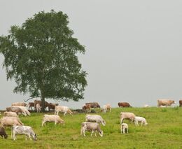 „Jak na prodej ze dvora“
