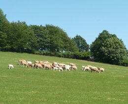 Seminář k praktickým otázkám stavby mobilních ohradníků s ohledem na ochranu stád před vlkem