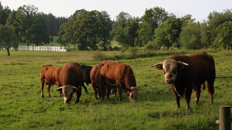 Státní veterinární správa upravuje mimořádná veterinární opatření kvůli slintavce a kulhavce