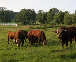 Státní veterinární správa upravuje mimořádná veterinární opatření kvůli slintavce a kulhavce
