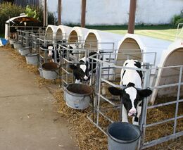 Odborníci: Složení krmiv se mění, důraz je na zdraví, kvalitu i udržitelnost