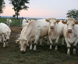Pozvánka na odborné školení „Hospodaření na TTP a ekonomika chovu masného skotu“