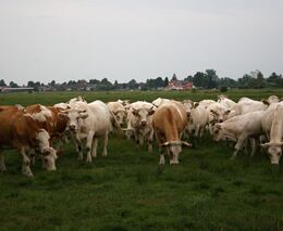 „Máme se teď odstřelit? Počkáme.“ Po slintavce zůstávají prázdné farmy