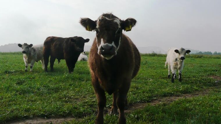 Před deseti lety lidstvo zcela vymýtilo mor skotu. Pomohlo očkování
