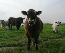 Před deseti lety lidstvo zcela vymýtilo mor skotu. Pomohlo očkování