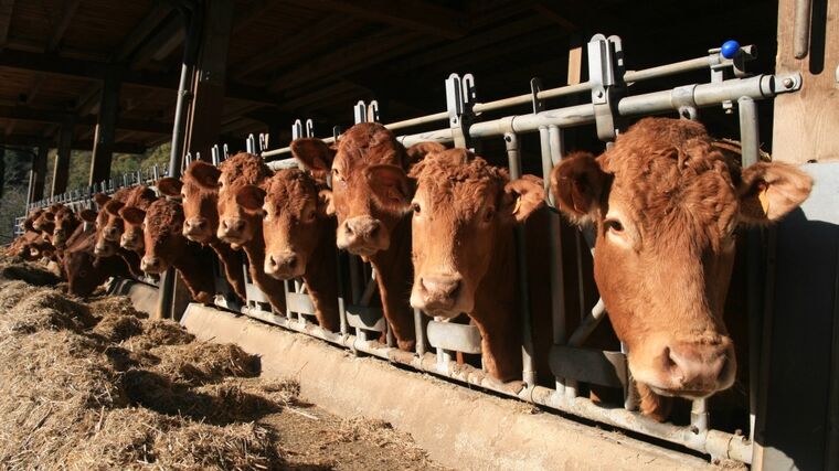 Vláda projedná novelu veterinárního zákona, která zavádí kamery na jatkách