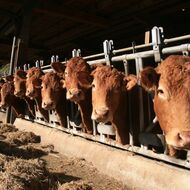 Stát plánuje velké škrty u veterinární správy, která dohlíží na týrání zvířat