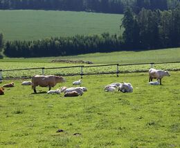 Veterinární správa od neděle ruší zákaz dovozu zvířat z Maďarska a Slovenska 