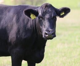 Sebastian Ehl: býci jsou v regenerativním zemědělství krotcí jako beránci