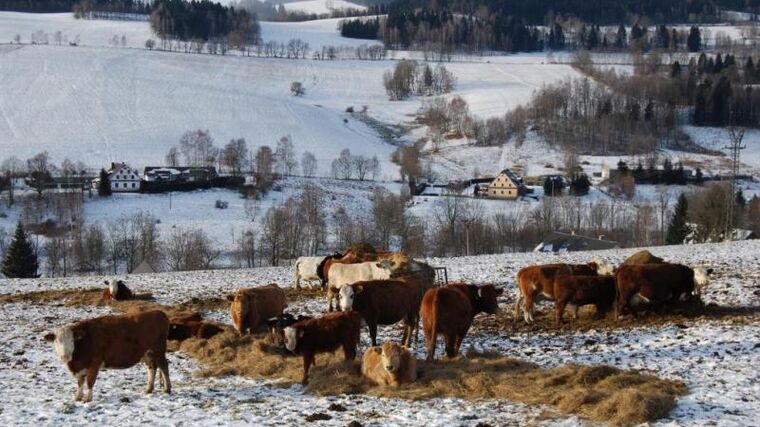 Rodinné farmy v ČR jsou stále bez podpory. Byrokracie je okrádá o čas i peníze