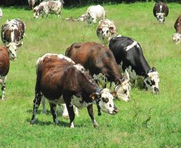 Jan Štefl za farmáře pro Impuls: Slintavka a kulhavka se do cen masa i mléka promítne!