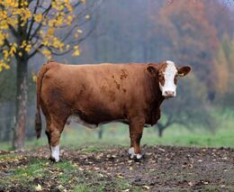 "Kráva vyrobí metan vždy." Zelené zemědělství má smysl, v krizi je ale lepší zvolnit