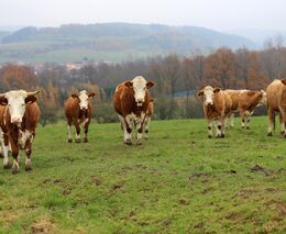 ČSCHMS podporuje přijetí novely zákona o myslivosti