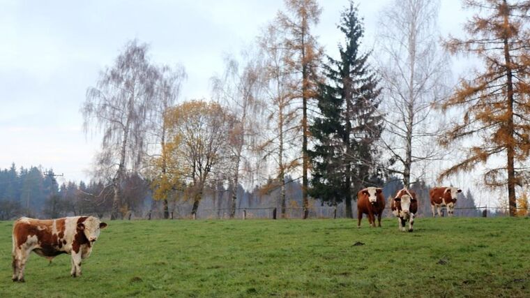Na co lze narazit v lese: Na houbách se můžete nečekaně setkat i s hospodářskými zvířaty