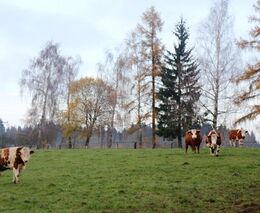 Na co lze narazit v lese: Na houbách se můžete nečekaně setkat i s hospodářskými zvířaty