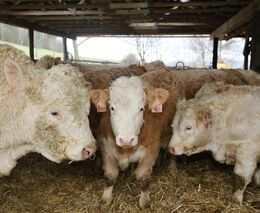 Kravské nebe. Moderní, téměř bezobslužnou stáj pro mladý dobytek postavili v Bernarticích na Písecku