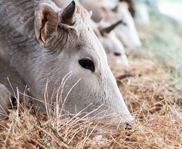 Konec dubna patří na brněnském výstavišti chovatelům, farmářům a myslivcům