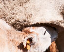 Průjmy u telat – praktický postup pro chovatele