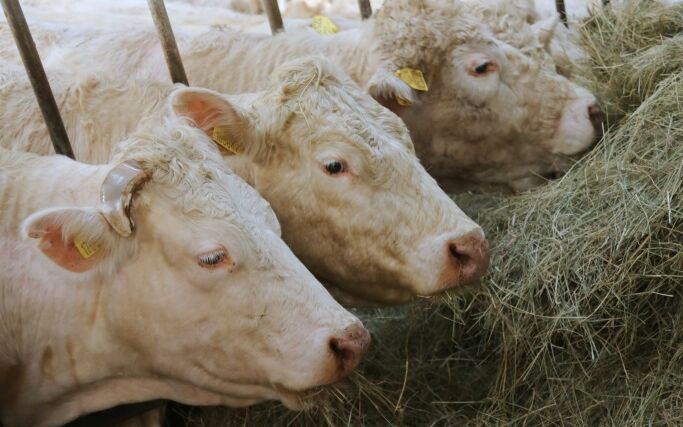 Agrishow se stal nejnavštěvovanějším veletrhem v Brně od roku 2018