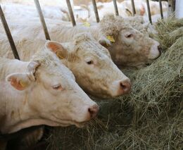 Agrishow se stal nejnavštěvovanějším veletrhem v Brně od roku 2018