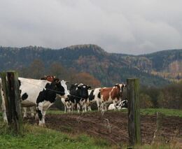 Dvě farmy na Slovensku hlásí příznaky slintavky a kulhavky, píše odborný web