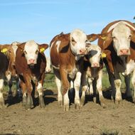 Veterináři budou kontrolovat, zda chovatelé v horku zajišťují zvířatům dost vody