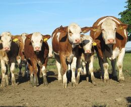Slovensko uvolnilo dovoz zvířat z Maďarska, jiná omezení proti slintavce nechalo