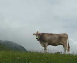 Zrušení zákazu dovozu zvířat z části Rakouska, umožnění dovozu některých živočišných produktů ze SR