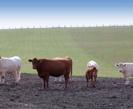 Rodinná farma Leoše Zdráhala hospodaří už třicet let