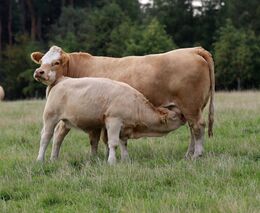 Uspěli s biohovězím