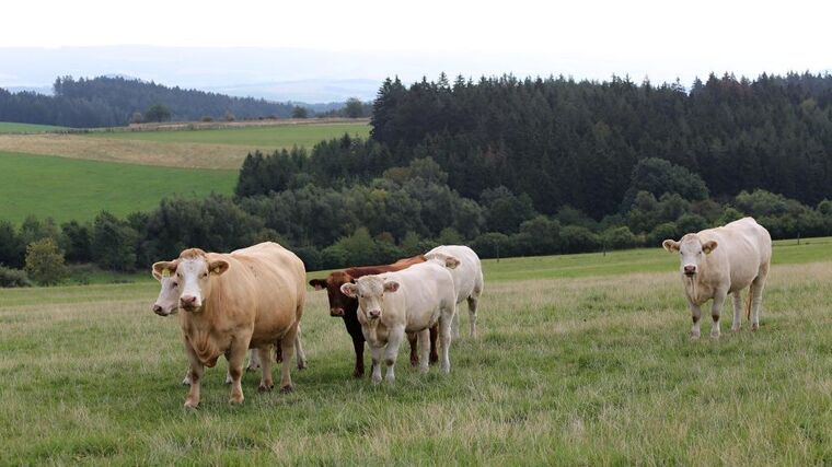 ČR ve čtvrtek pravděpodobně zruší opatření na hranicích kvůli slintavce
