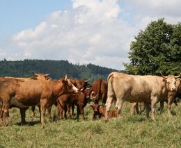 Co to zase je, ta nodulární dermatitida skotu?