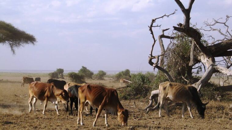 Jsou agrární diplomaté pro české farmáře přínosem?