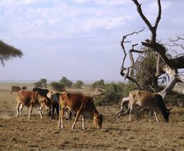 Jsou agrární diplomaté pro české farmáře přínosem?