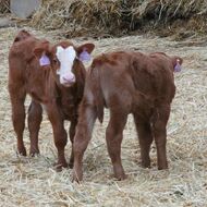 Podání Jednotné žádosti 2026 zahájeno. SZIF rozdělí okolo 30 miliard korun 