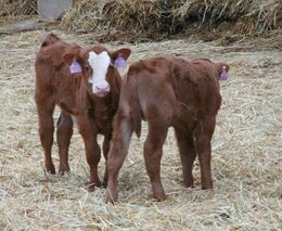 SZIF vydává rozhodnutí na telata masného typu