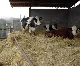 Místo pranostik tablet a GPS. Budoucnost zemědělství je z Přibyslavi